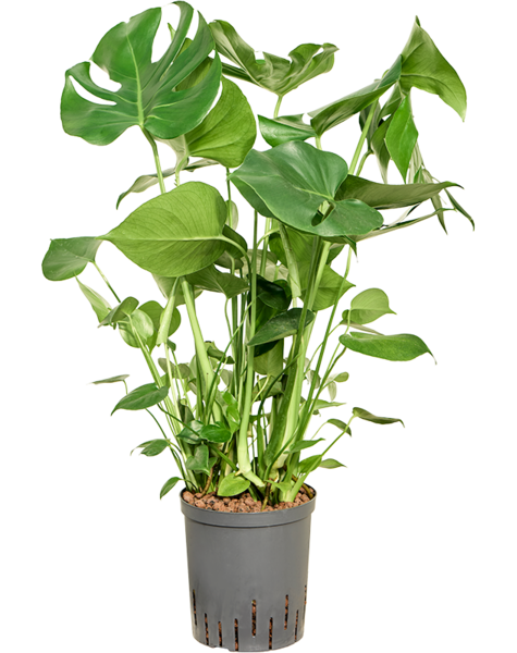Wasserpflanze Monstera