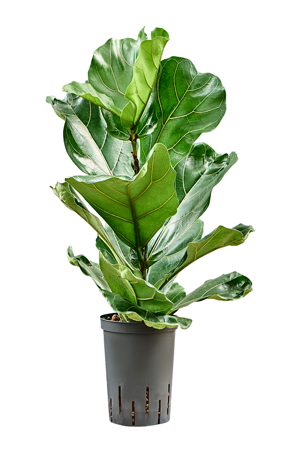 Wasserpflanze Ficus Lyrata