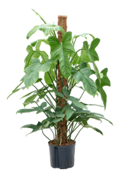 Wasserpflanze Philodendron Bipennifolium "Silbergeige"