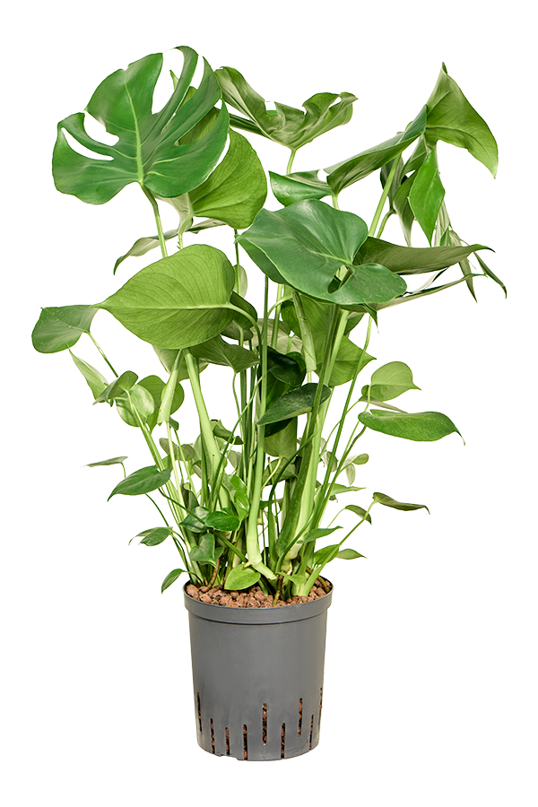 Wasserpflanze Monstera Deliciosa