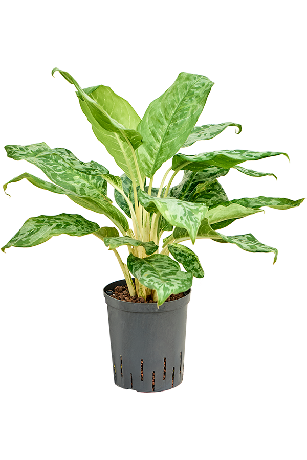 Wasserpflanze Aglaonema Pavo Real