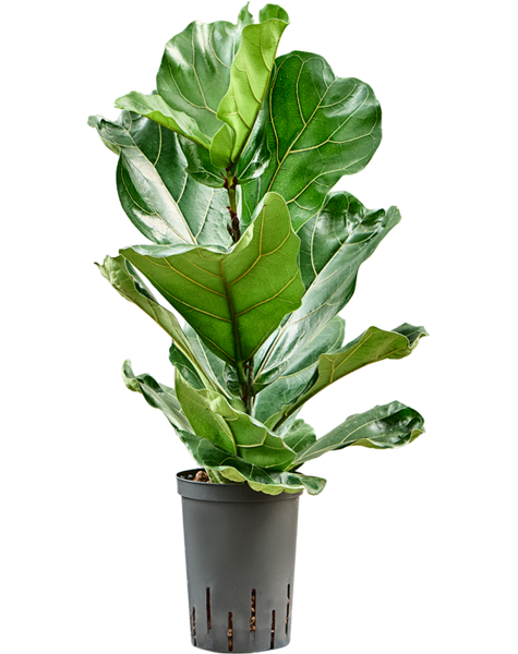 Hydroplant Ficus