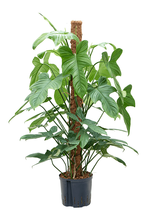 Wasserpflanze Philodendron Bipennifolium "Silbergeige"