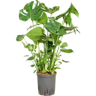 Hydroplant Monstera Deliciosa | Schnelle Lieferung | Fleurdirect -  www.fleurdirect.com