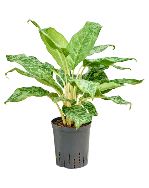 Wasserpflanze Aglaonema