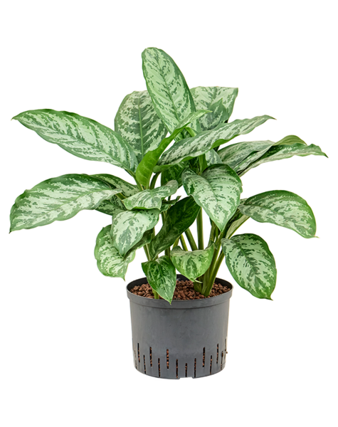 Wasserpflanze Aglaonema