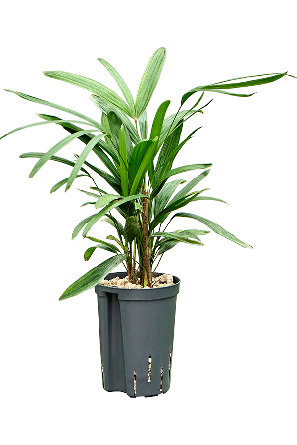 Wasserpflanze Rhapis Excelsa