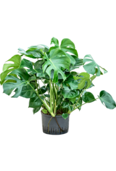Wasserpflanze Monstera Deliciosa