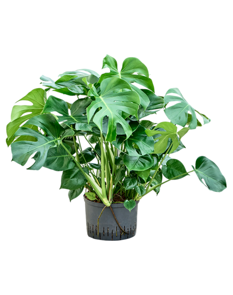 Wasserpflanze Monstera