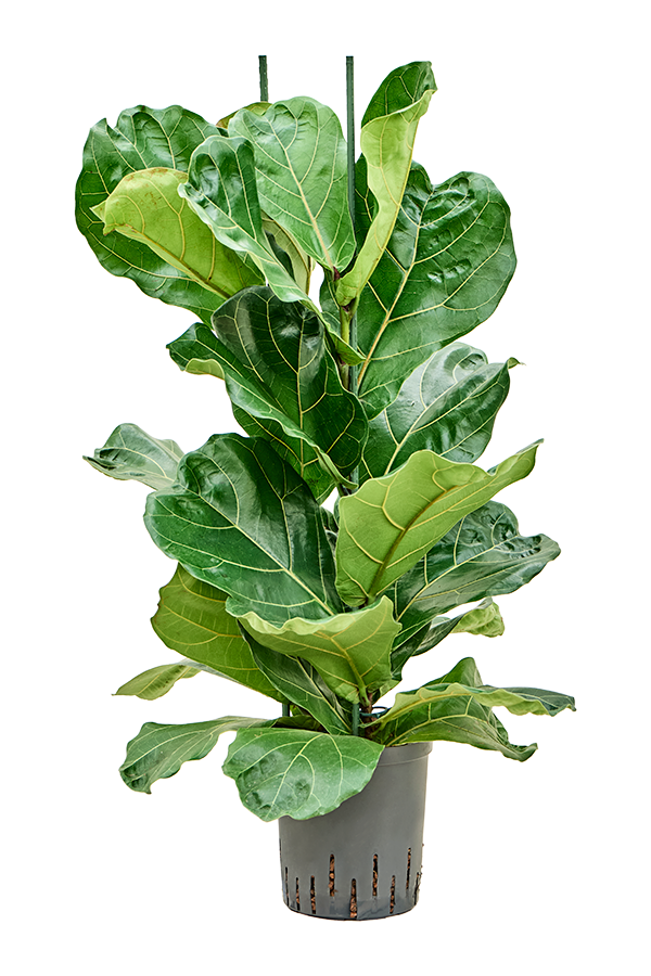 Wasserpflanze Ficus Lyrata