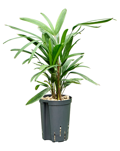 Wasserpflanze Rhapis