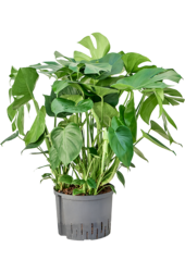 Wasserpflanze Monstera Deliciosa