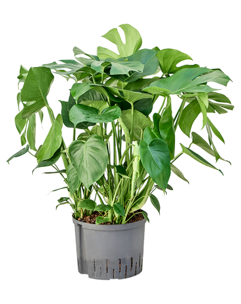 Wasserpflanze Monstera