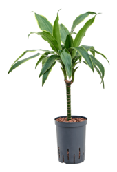 Wasserpflanze Dracaena Fragrans Arturo