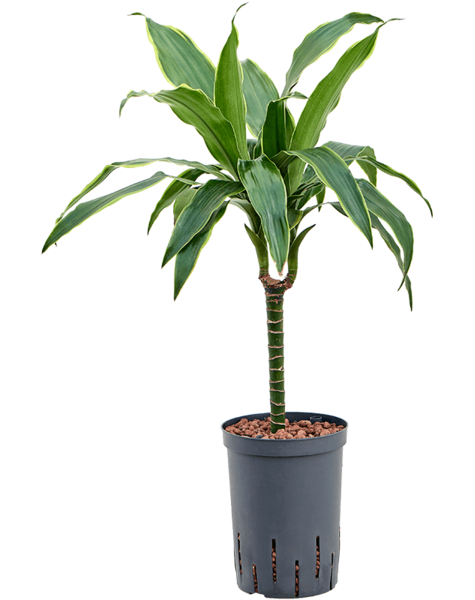 Wasserpflanze Dracaena