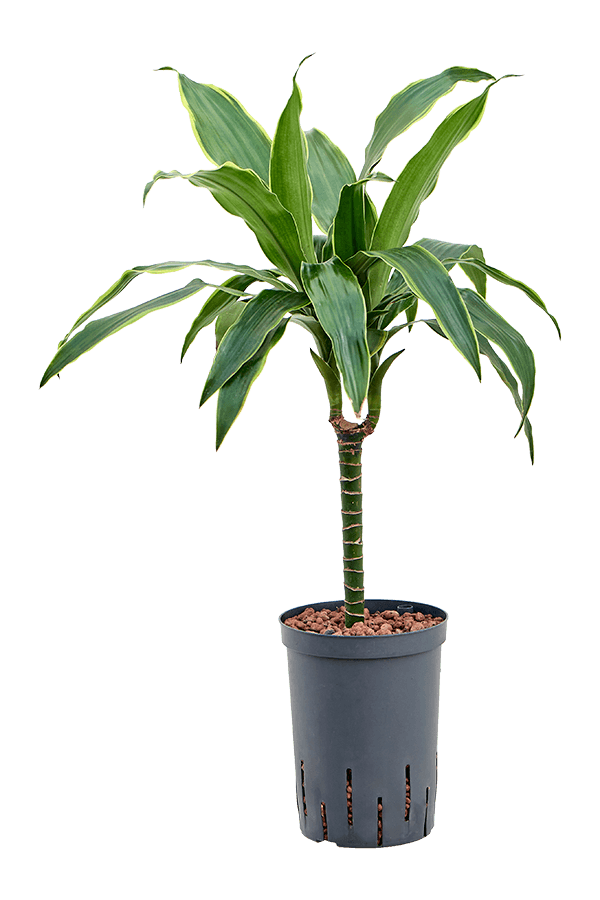 Wasserpflanze Dracaena Fragrans Arturo