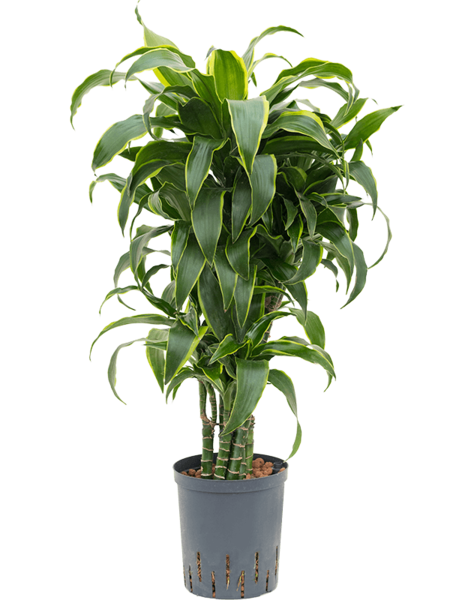 Wasserpflanze Dracaena