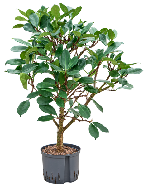 Hydroplant Ficus
