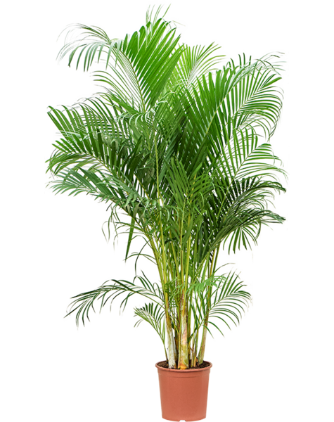 Goldpalme