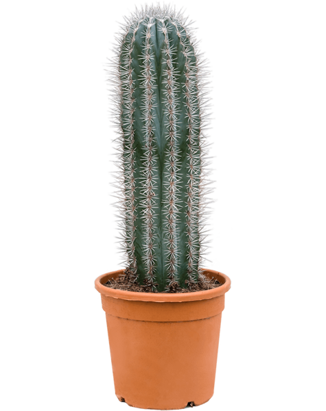 Pachycereus