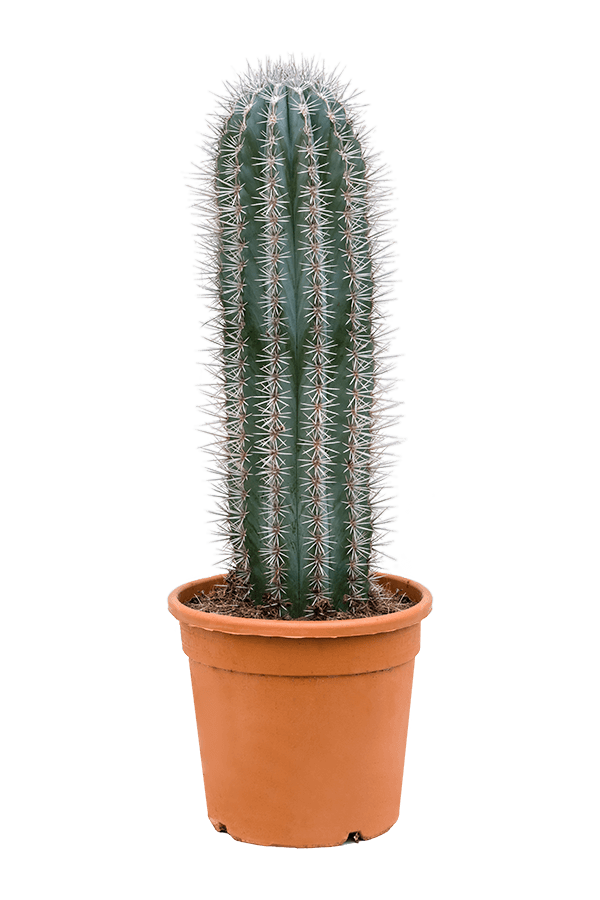 Pachycereus pringlei