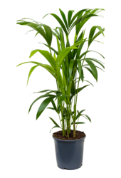 Kentia (Howea) Forsteriana