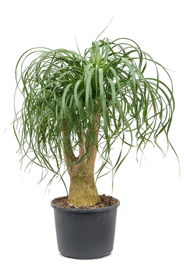 Beaucarnea Recurvata