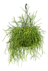 Rhipsalis Mauritiana