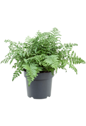 Asplenium Dimorphum Parvati