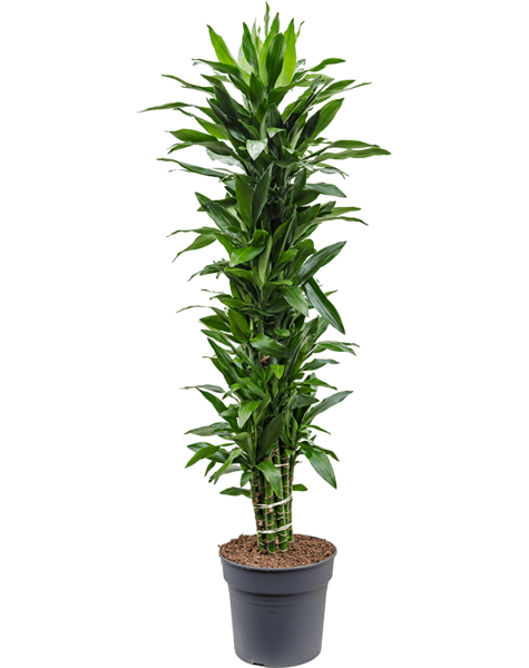 Dracaena