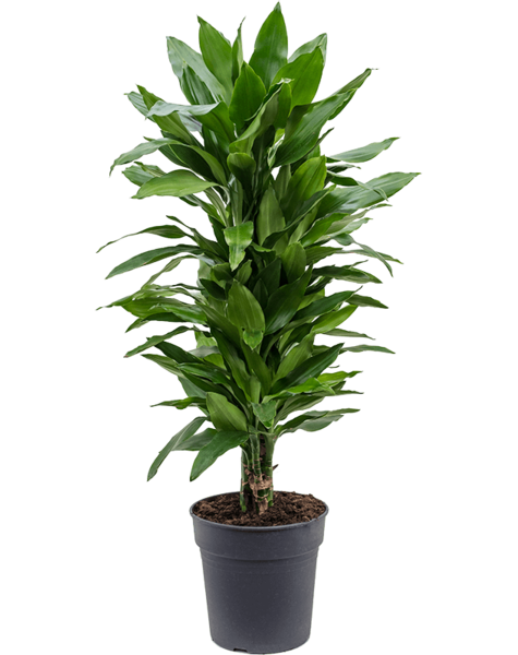 Dracaena