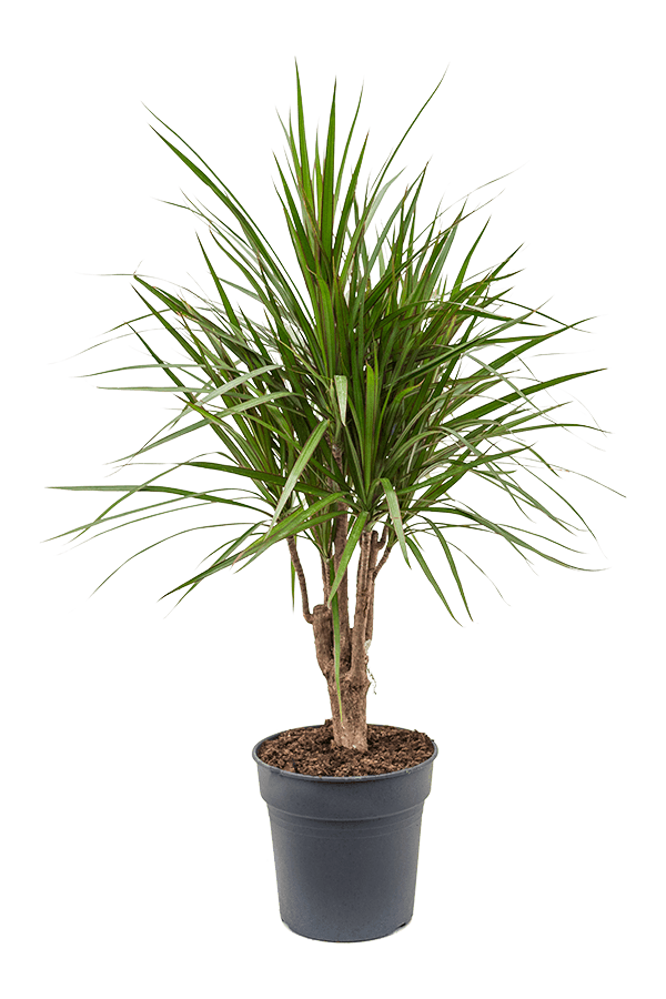 Dracaena marginata
