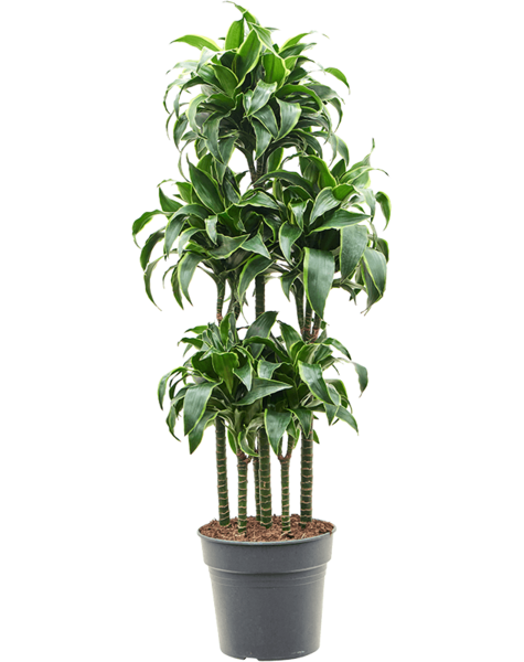 Dracaena