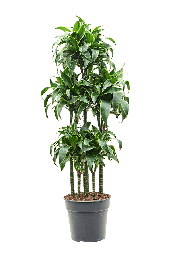 Dracaena Fragrans Dorado