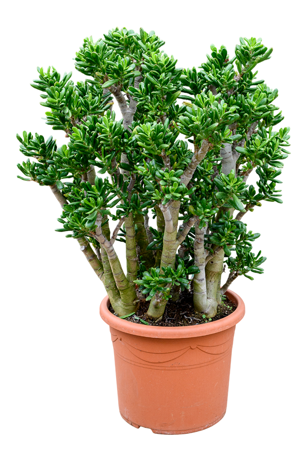 Crassula Ovata Gollum