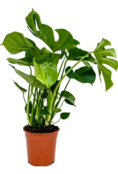Monstera deliciosa