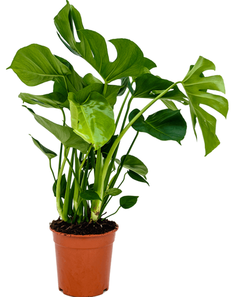 Monstera
