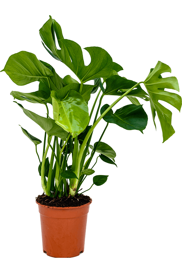 Monstera deliciosa
