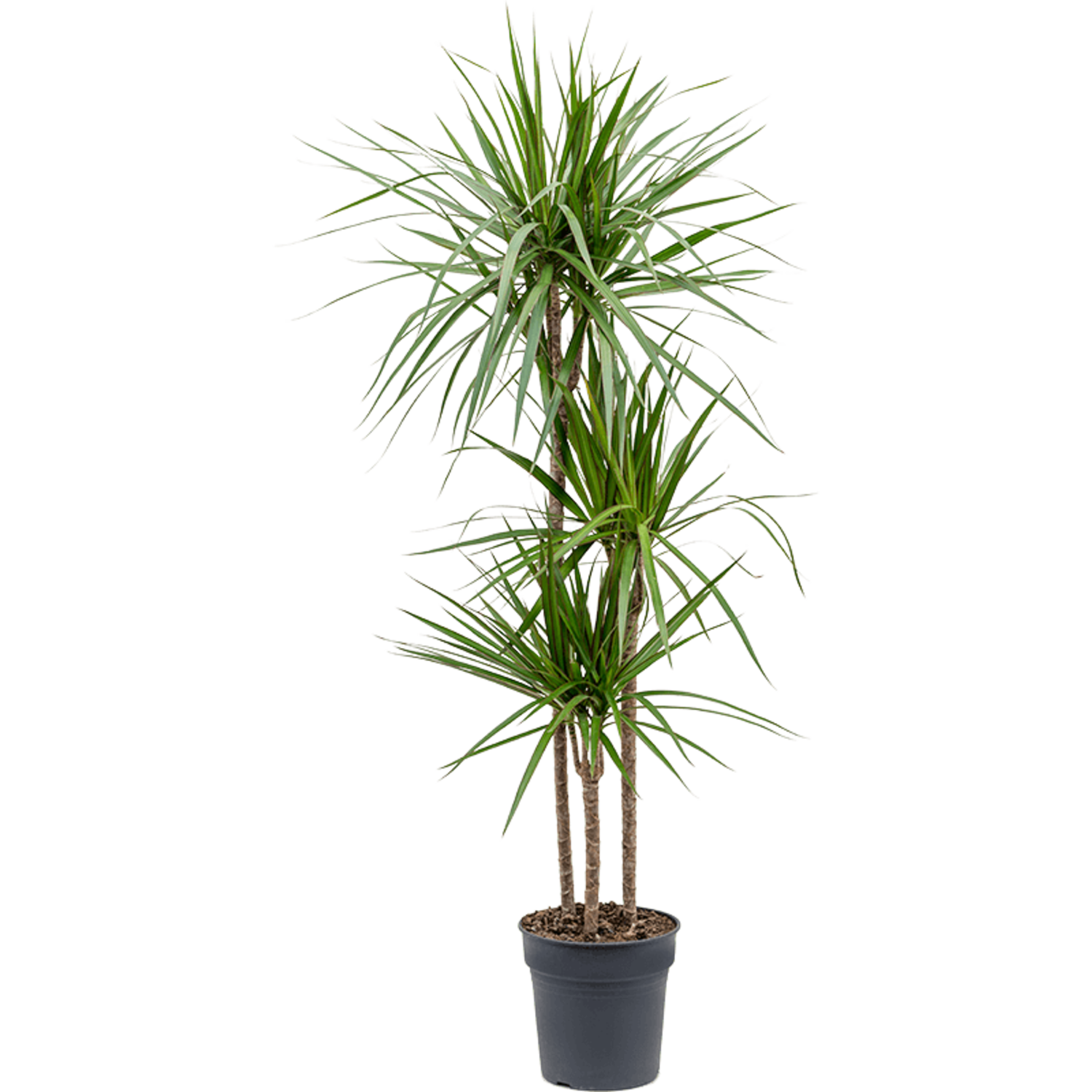 drachenbaum bild Dracaena Draco XL 220cm, kanarischer Drachenbaum – toskanagartenshop main image 0