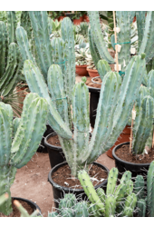 Myrtillocactus Geometrizans