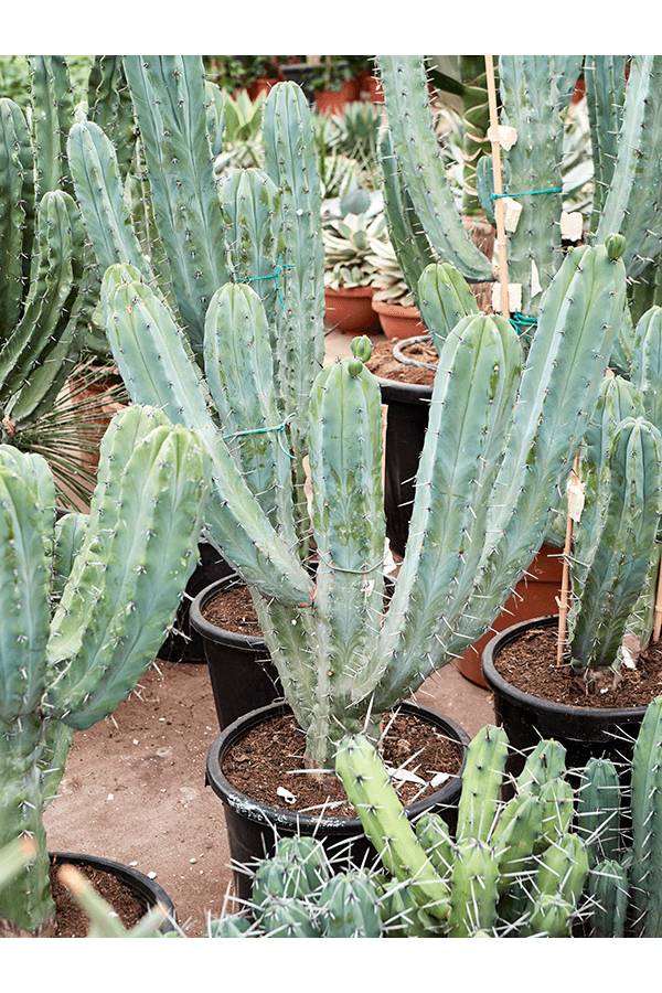 Myrtillocactus Geometrizans