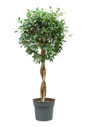 Ficus microcarpa 'Nitida'