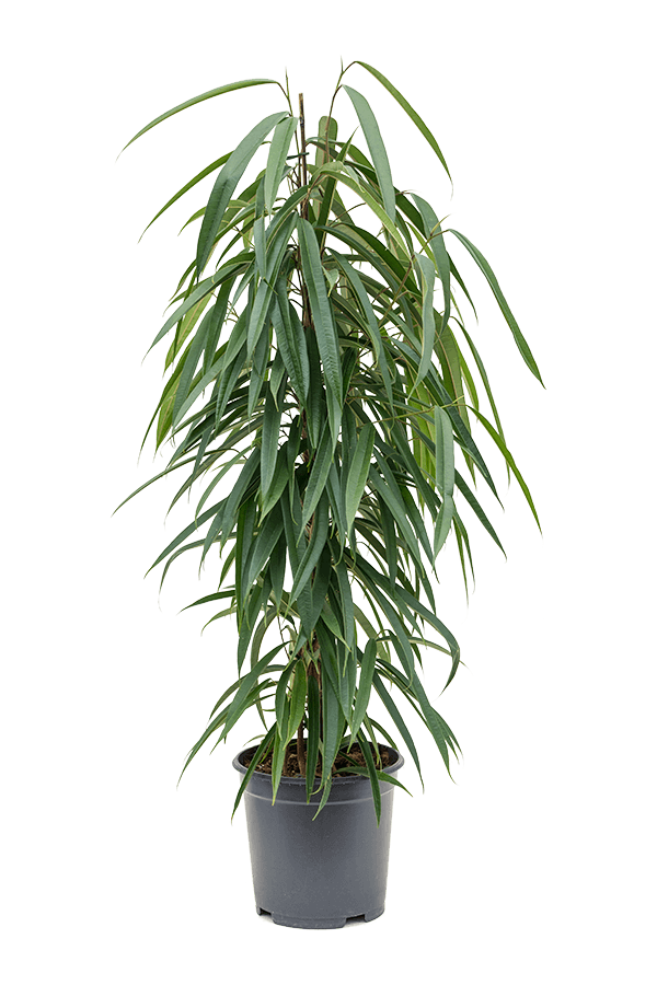 Ficus Binnendijkii Alii