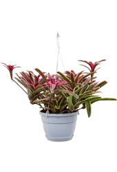 Neoregelia Donger