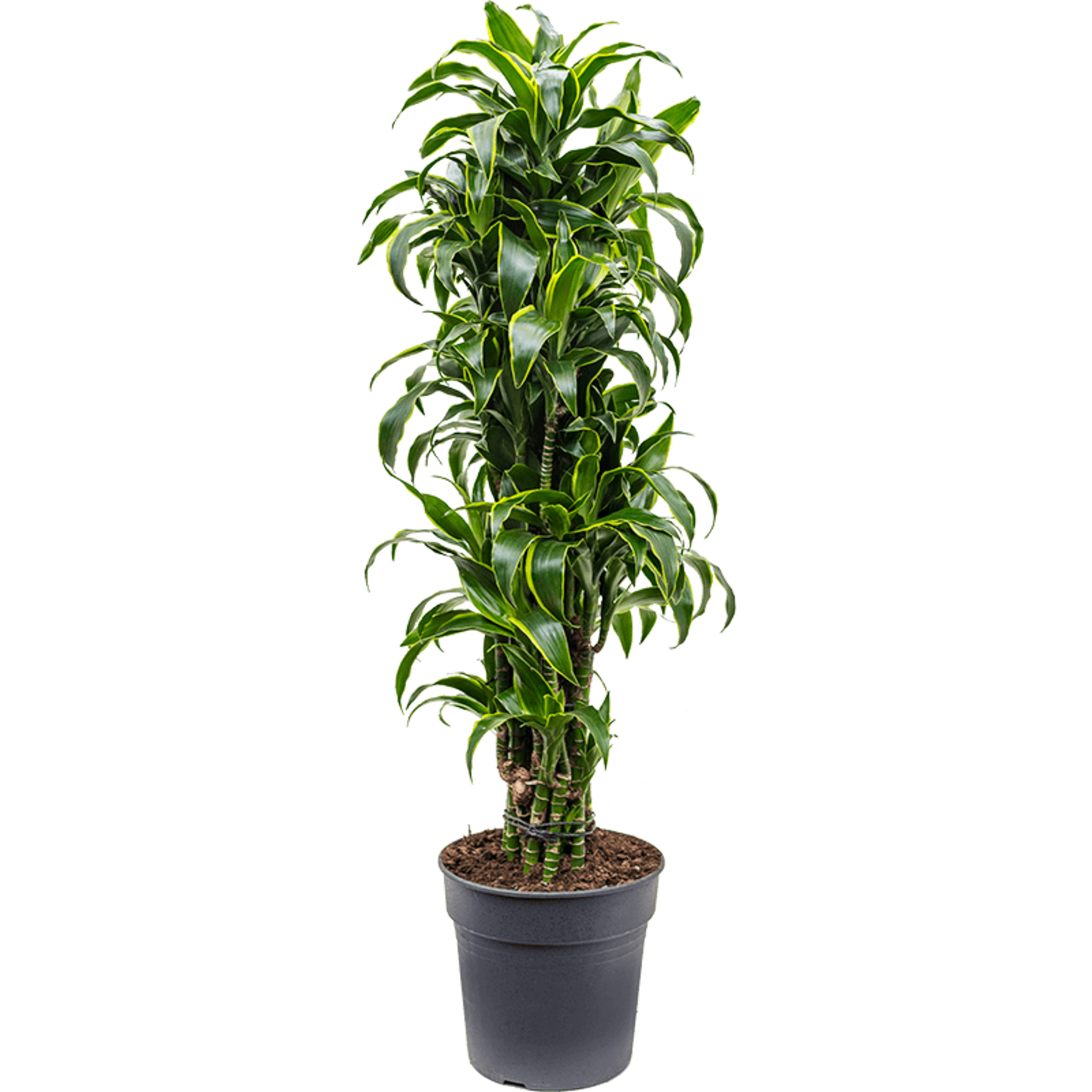 Dracaena Fragrans Dorado | Schnelle Lieferung | Fleurdirect -  www.fleurdirect.com