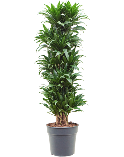 Dracaena