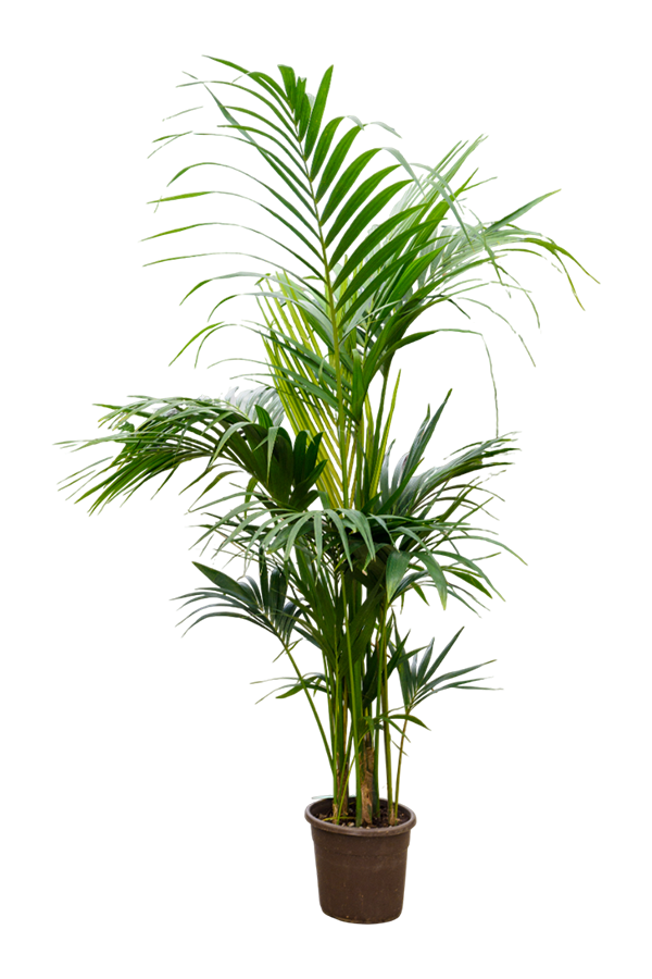 Kentia (Howea) Forsteriana