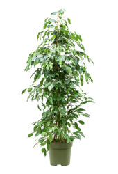Ficus Benjamina Exotica
