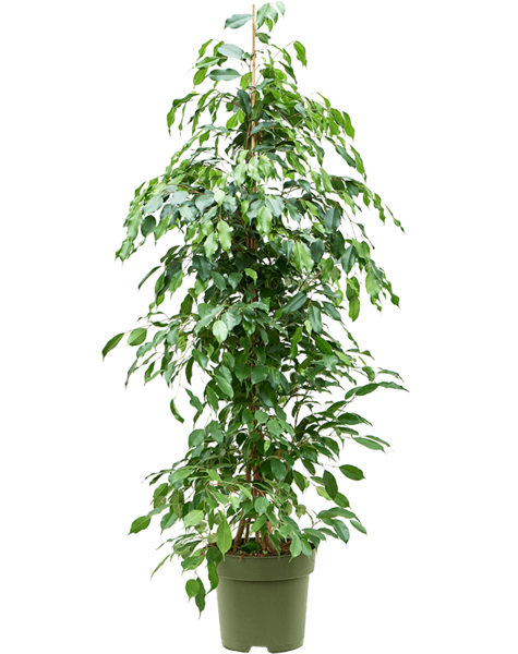 Ficus
