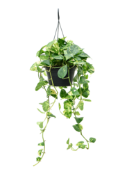 Scindapsus (Epipremnum) Aureum